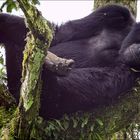 Berggorillas in Uganda [1]