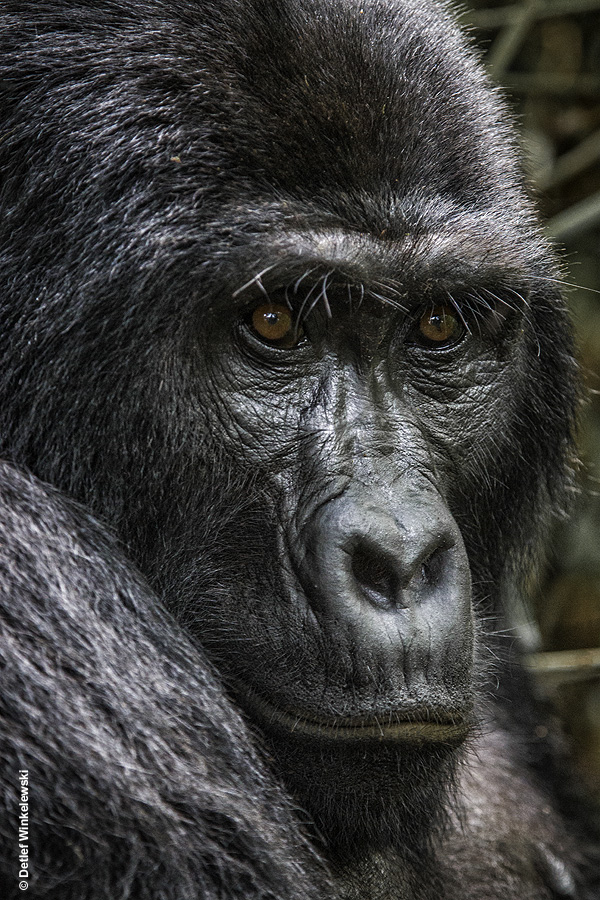 Berggorillas in Uganda [2]