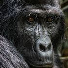 Berggorillas in Uganda [2]