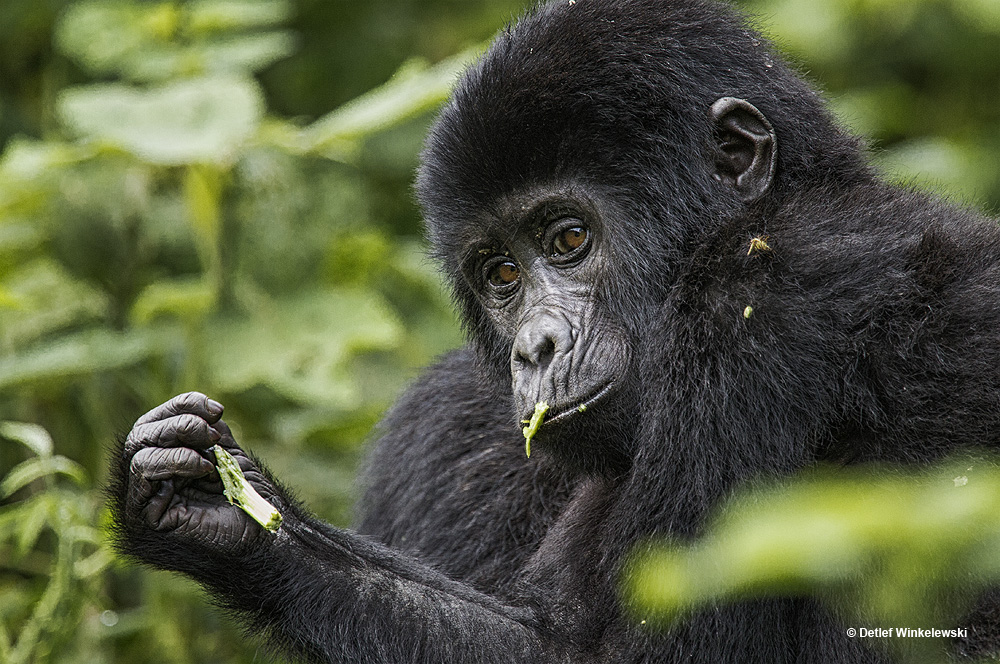 Berggorillas in Uganda [3]