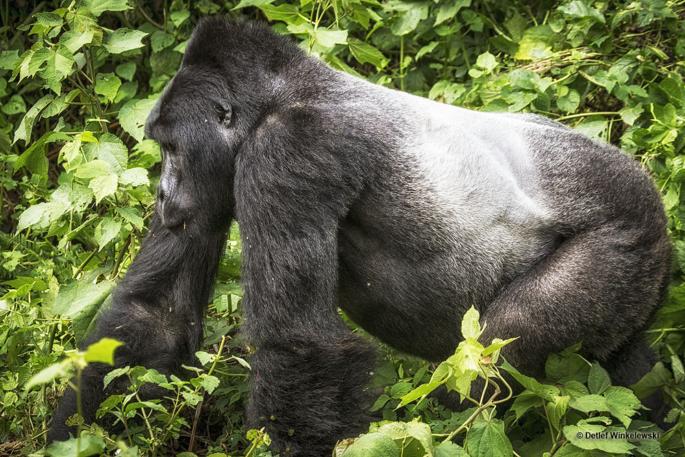 Berggorillas in Uganda [4]