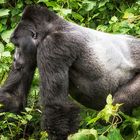 Berggorillas in Uganda [4]
