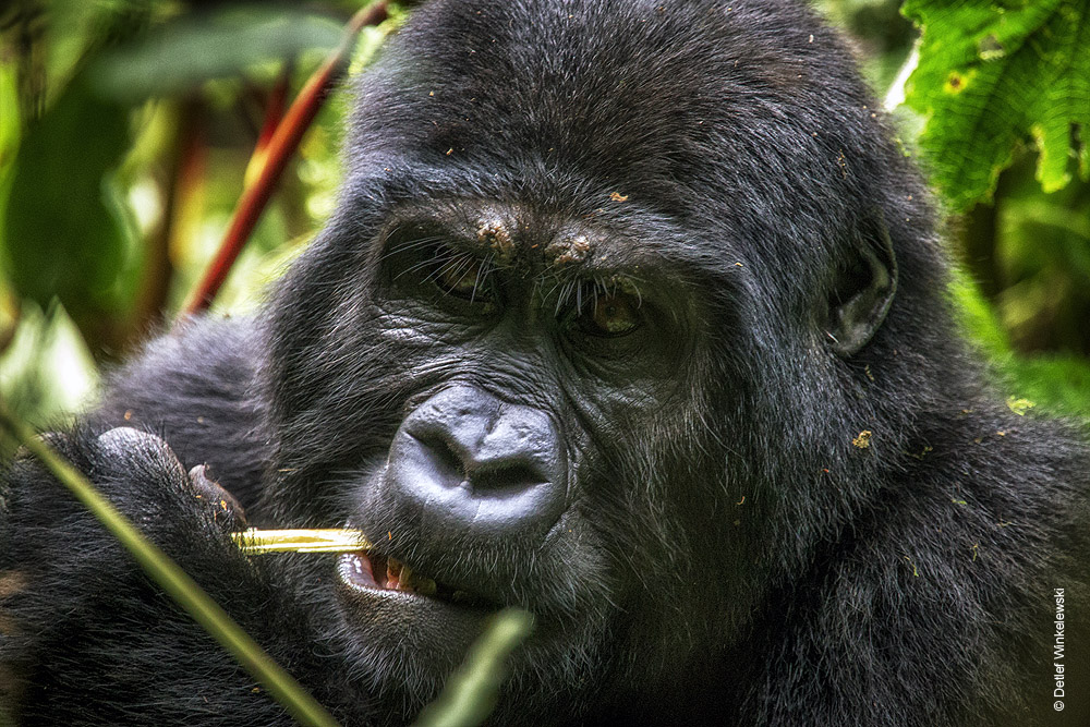 Berggorillas in Uganda [5]