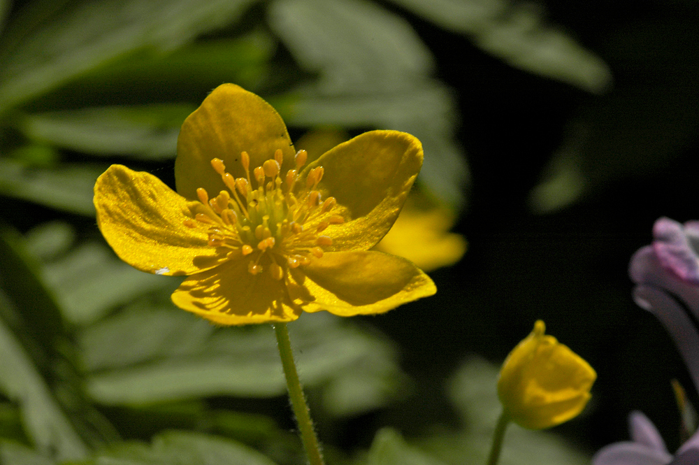 Berghähnchen