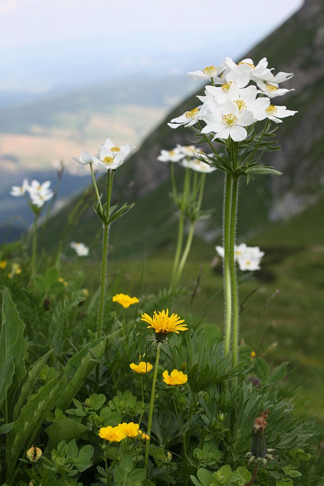 Berghähnlein (Anemone narcissiflora)...