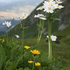 Berghähnlein (Anemone narcissiflora)...