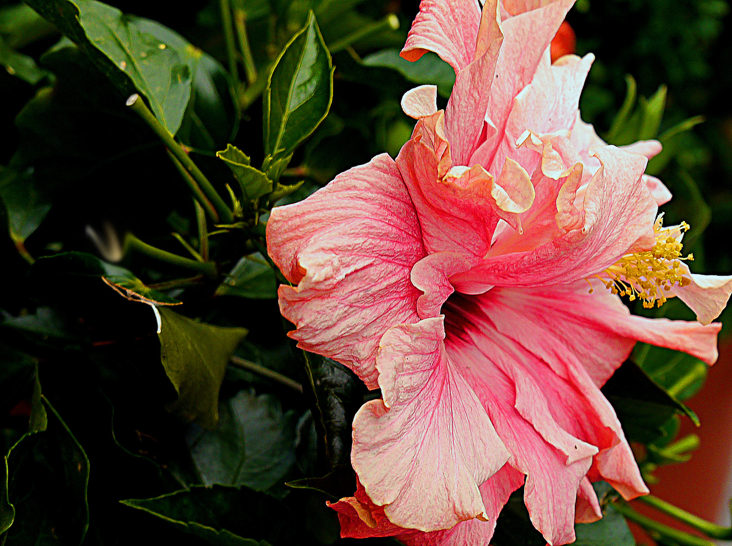 Bergheimer Hibiskus.