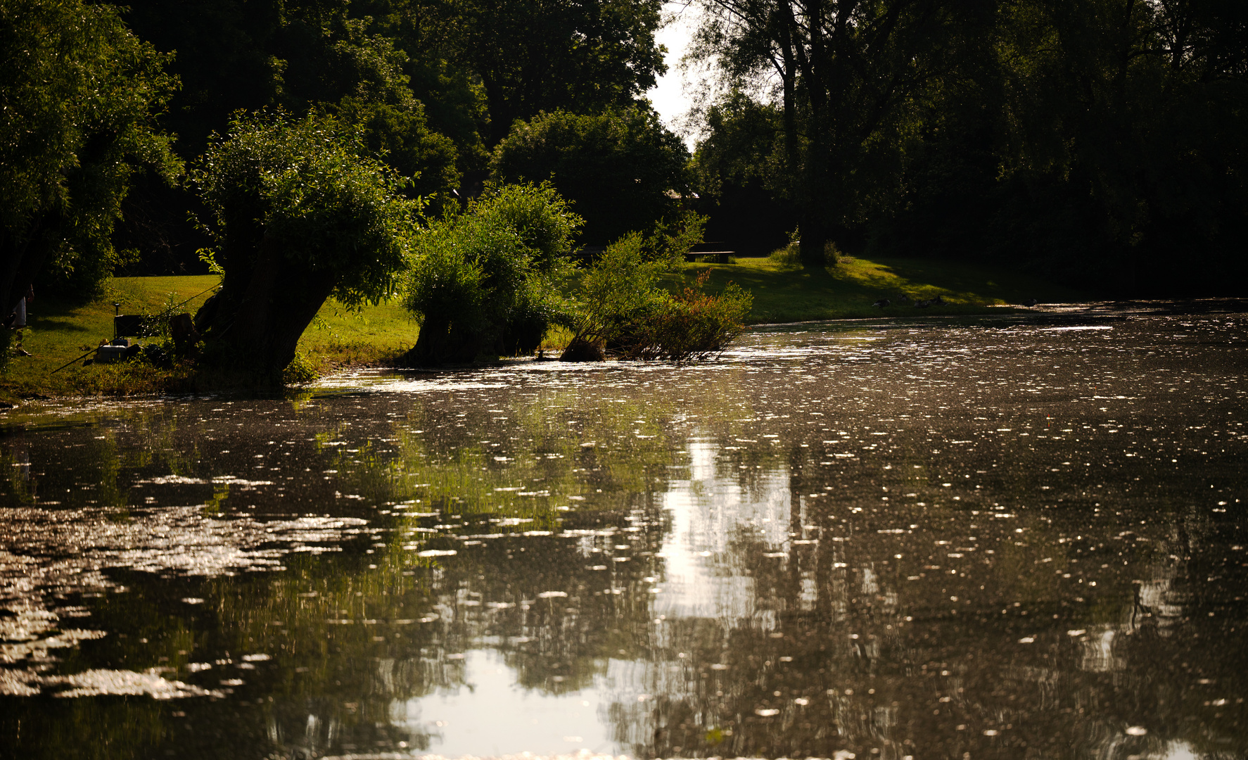 Bergheimer Weiher Ufer  Spiegelung