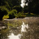 Bergheimer Weiher Ufer  Spiegelung