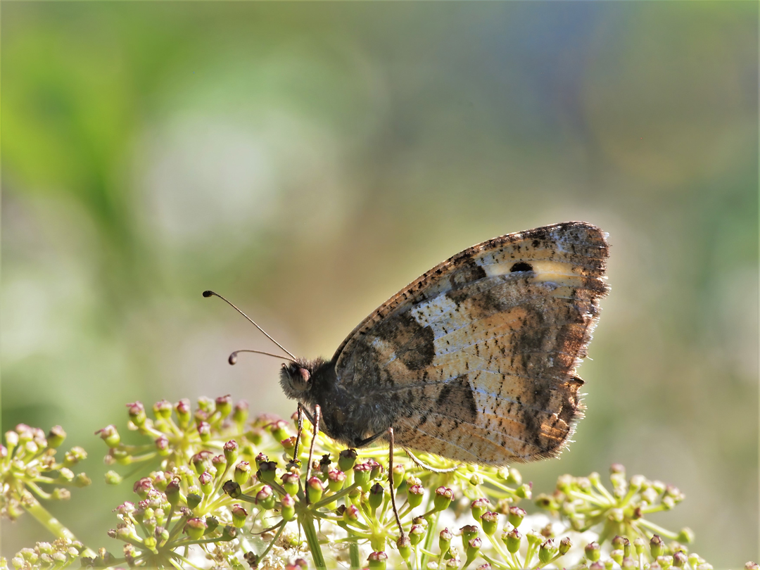 Berghexe (Chazara briseis) 