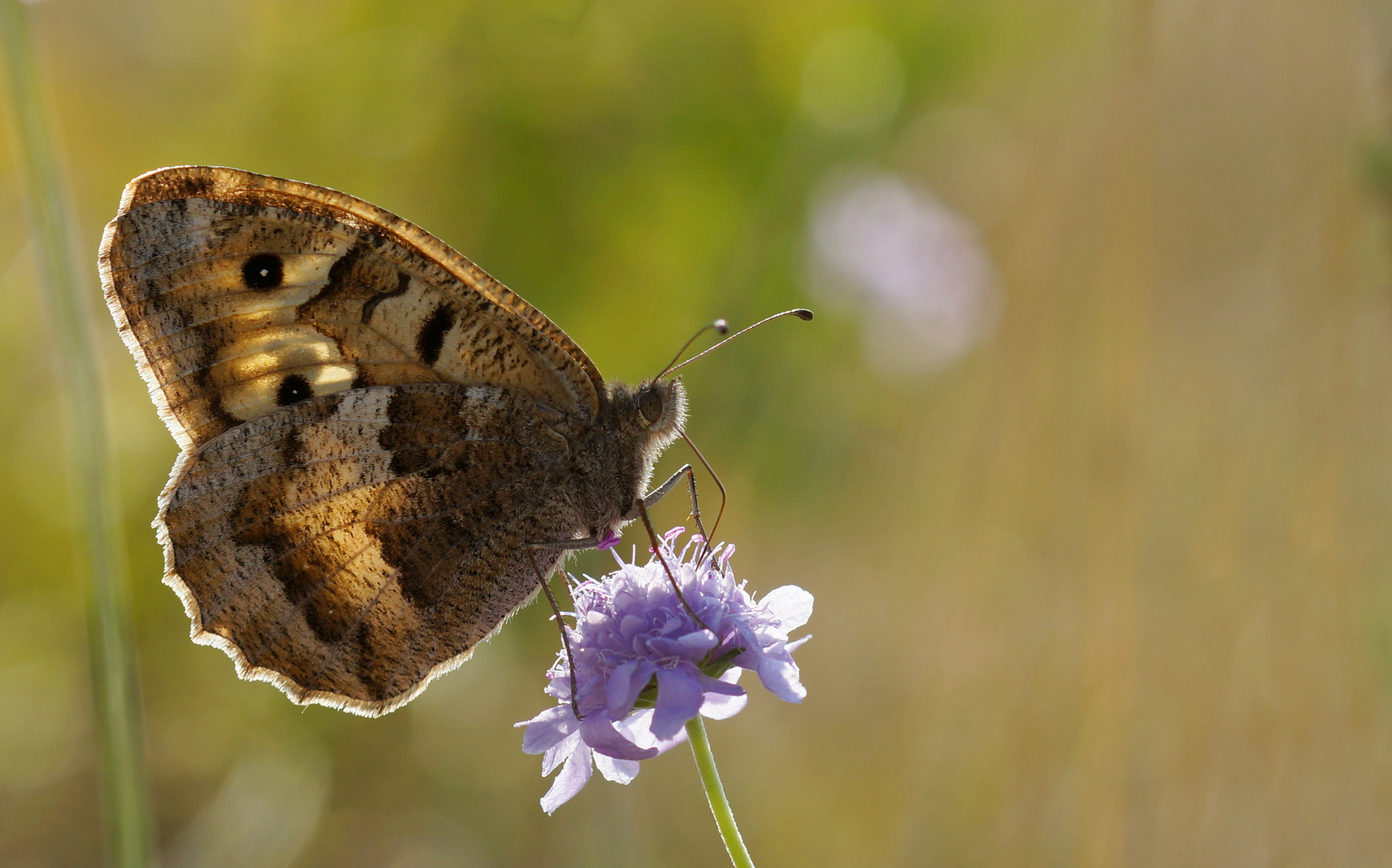  Berghexe (Chazara briseis)