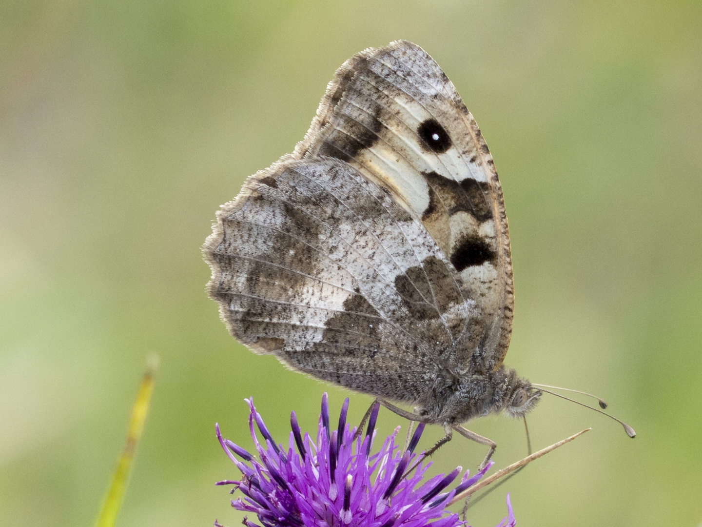 Berghexe (Chazara briseis)