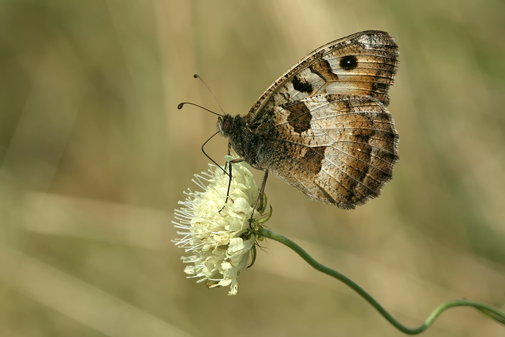 Berghexe (Chazara briseis)