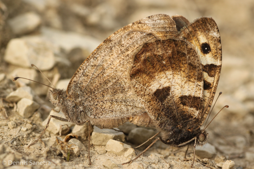 Berghexe (Chazara briseis) Paarung