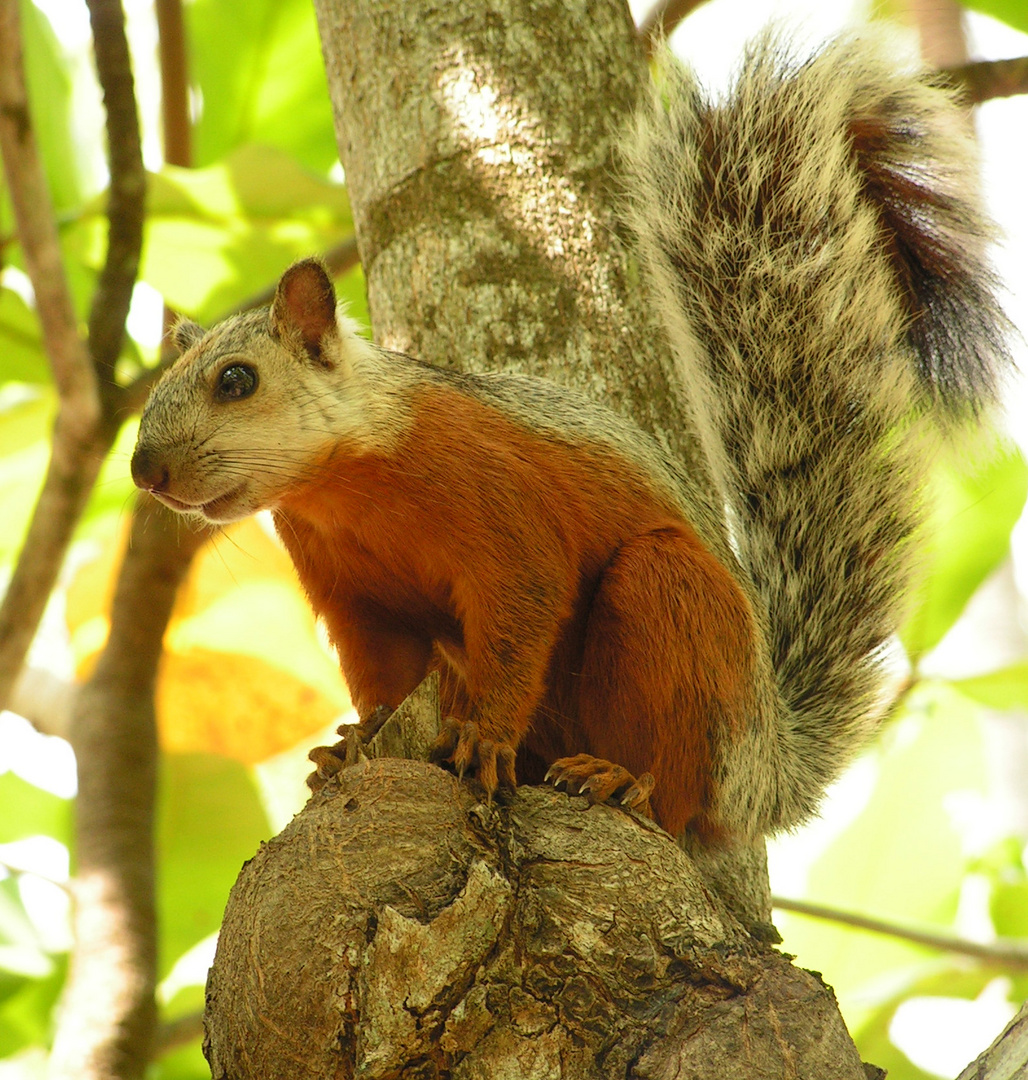 Berghörnchen