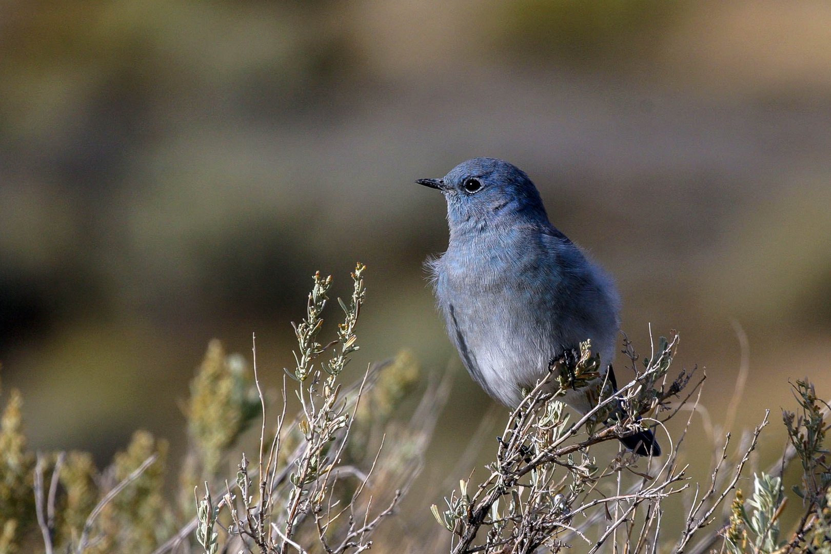 Berghüttensänger / Mountain bluebird