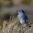 Berghüttensänger / Mountain bluebird