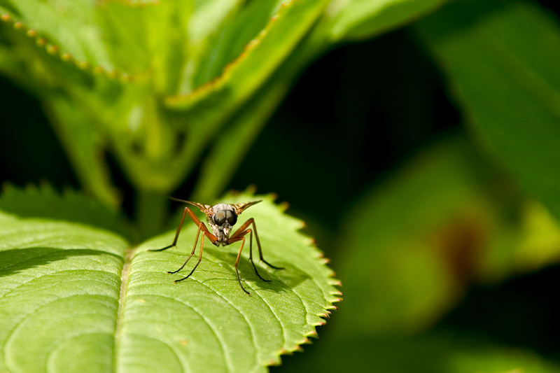 bergischer Alien