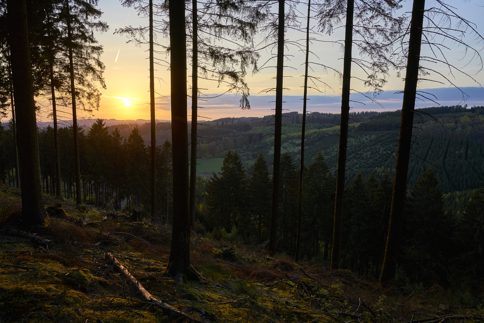 Bergischer Wald