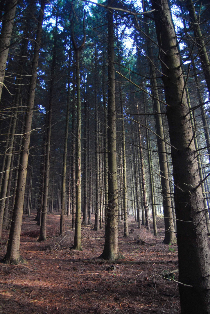 Bergischer Wald im Herbst