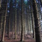 Bergischer Wald im Herbst