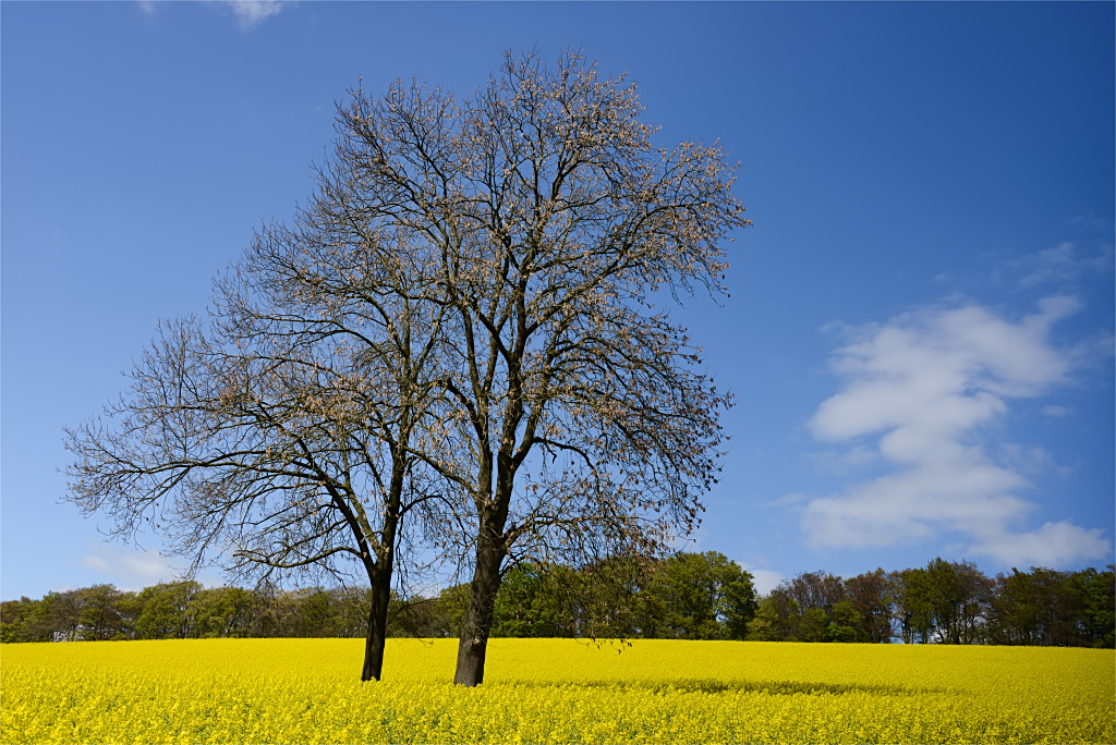 Bergisches Stilleben