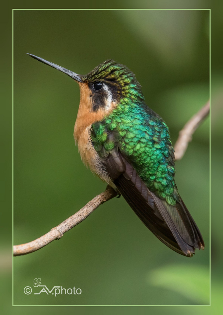 Bergjuwel in Costa Rica 