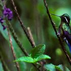 Bergjuwelkolibri, Nebelwald Reservat Monteverde