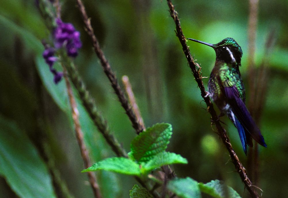 Bergjuwelkolibri, Nebelwald Reservat Monteverde