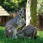 Bergkänguru