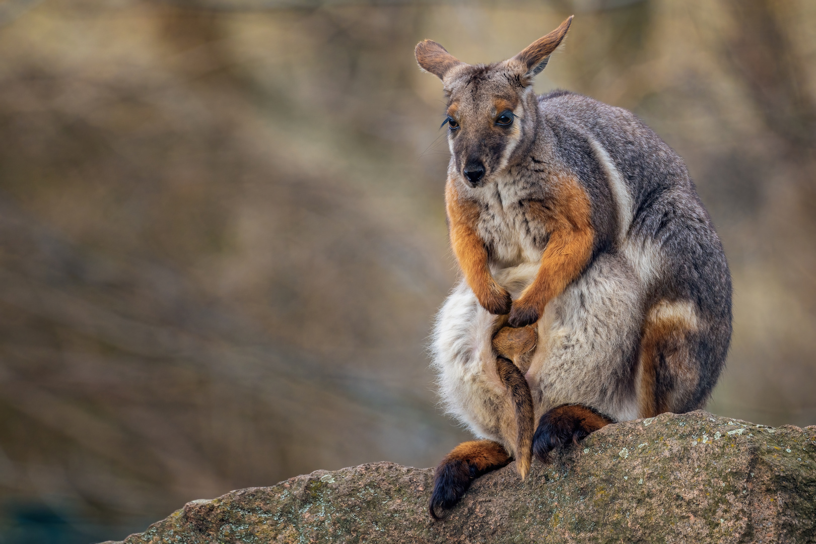 Bergkänguru mit Jungem im Beutel