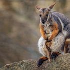 Bergkänguru mit Jungem im Beutel