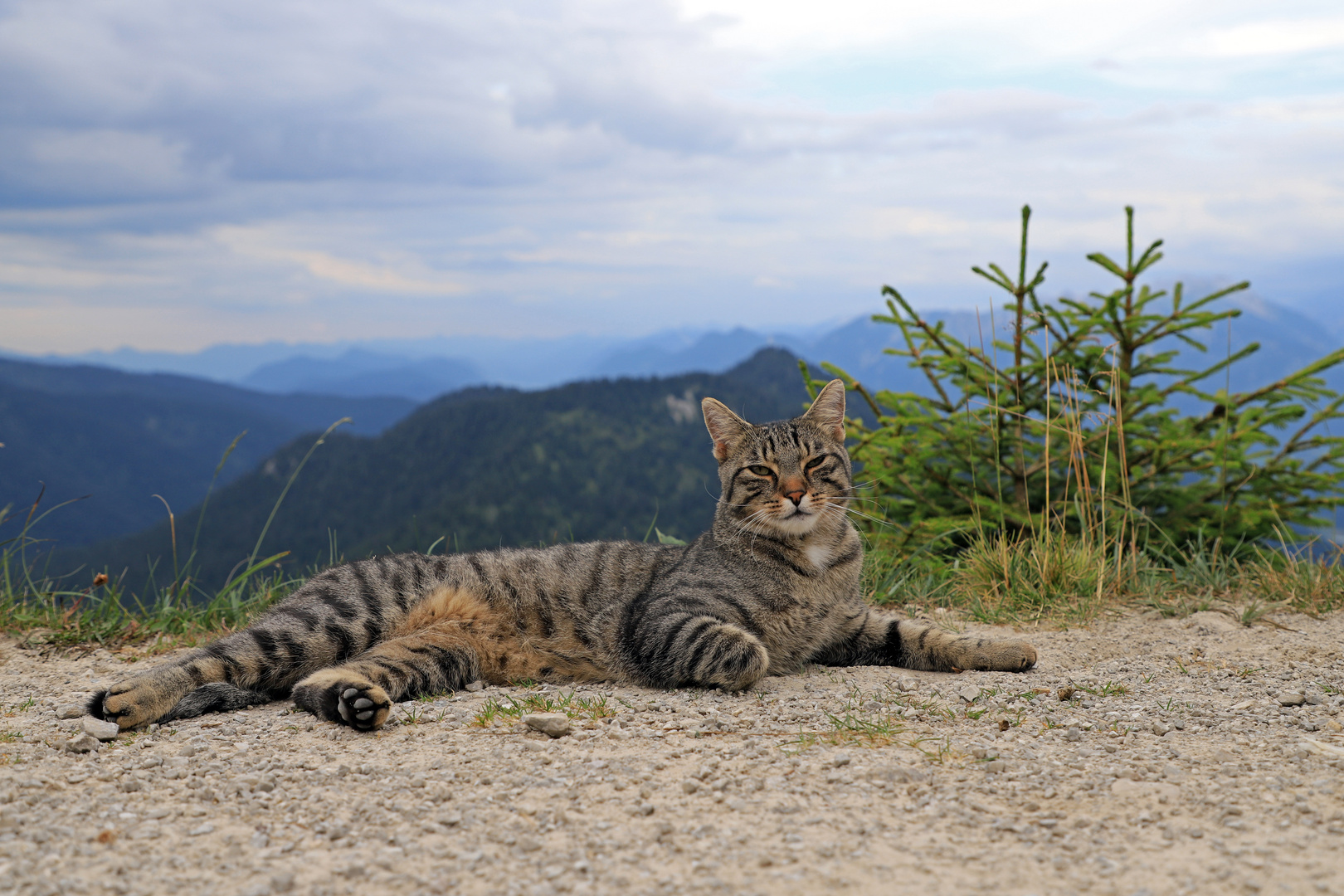 Bergkatze Bergkatze