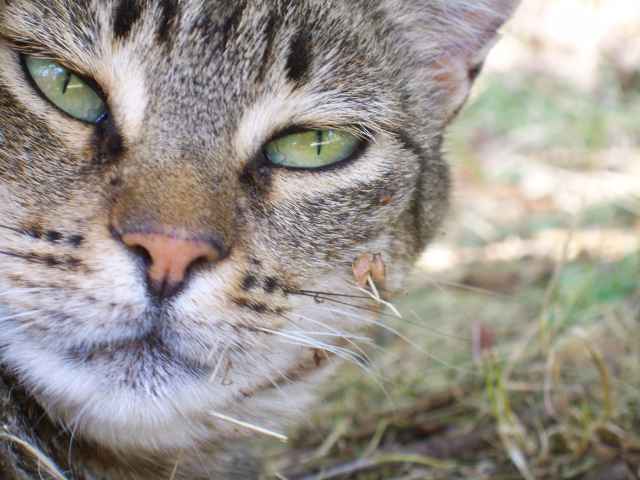 Bergkatze Bergkatze