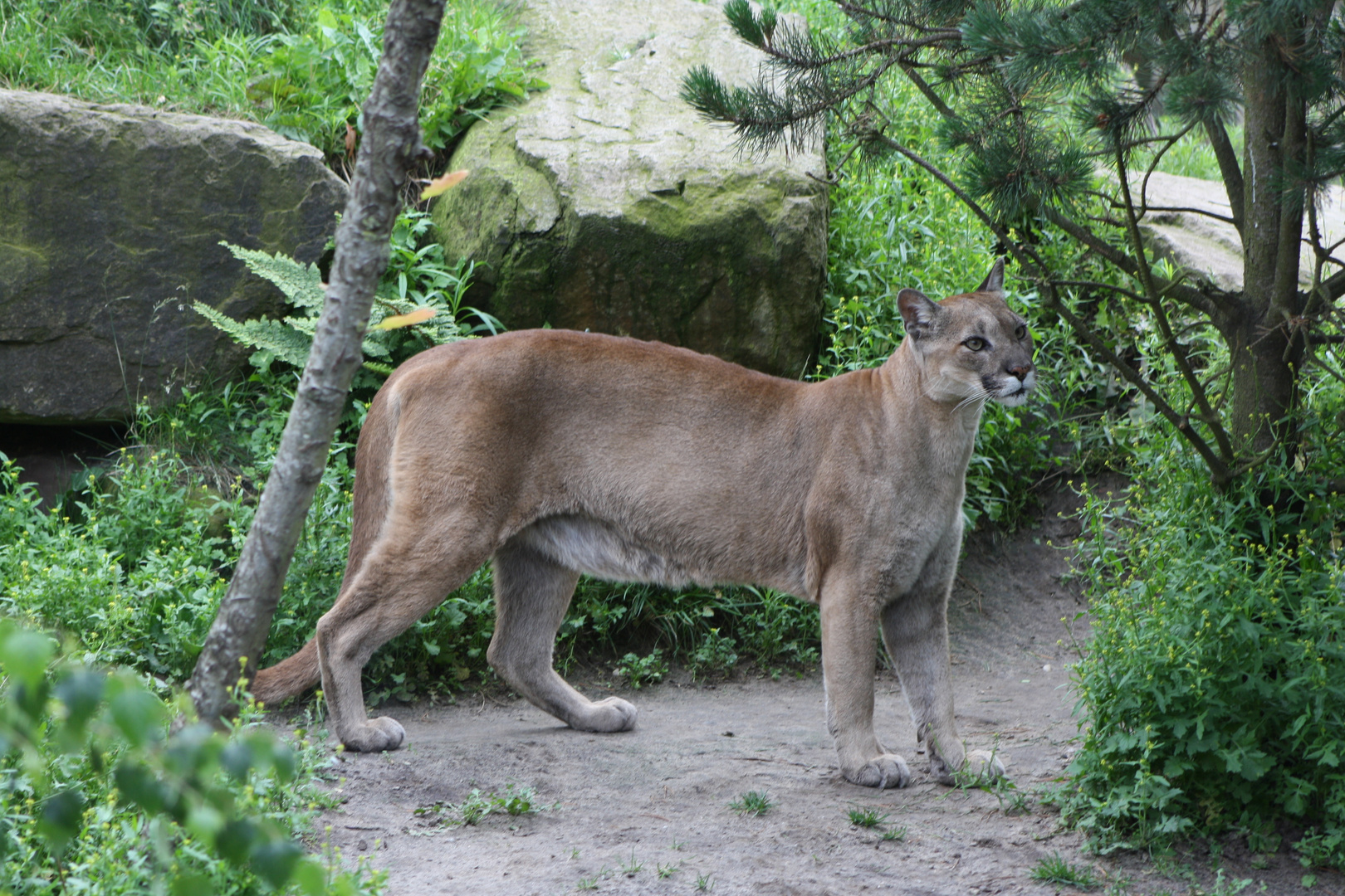 bergkatze, puma