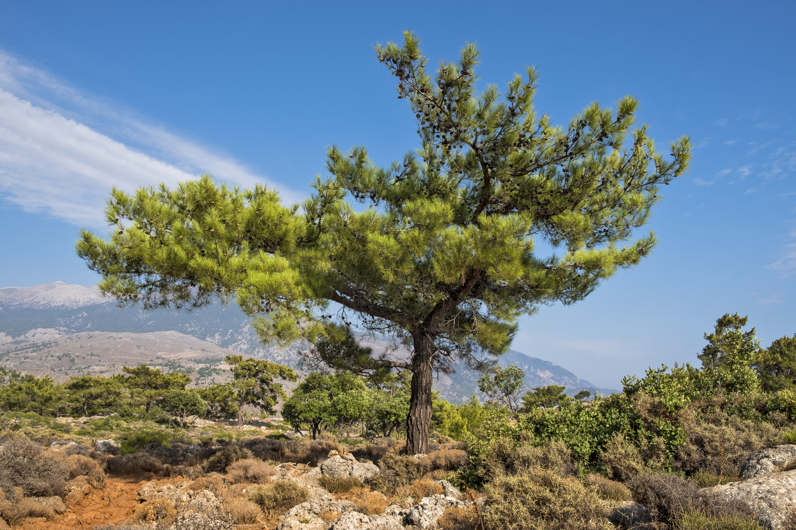 Bergkiefer auf Kreta