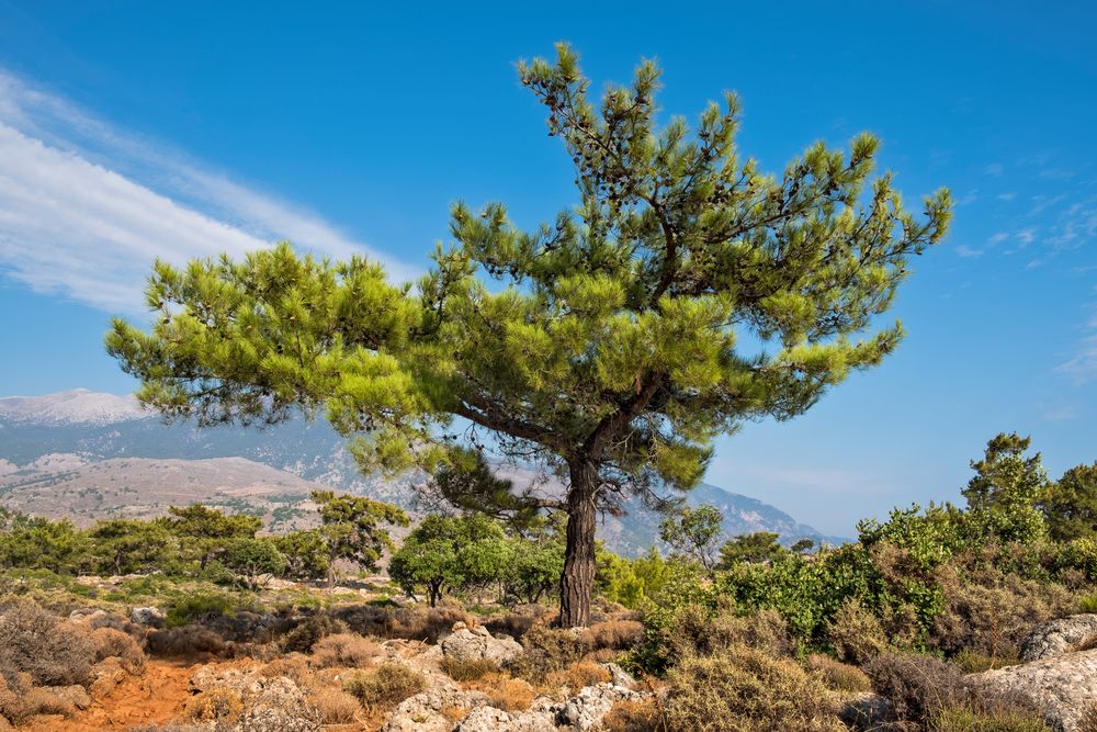 Bergkiefer auf Kreta