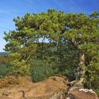 Bergkiefer auf Sandstein