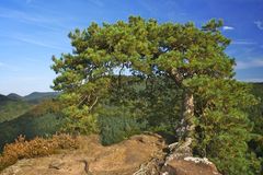 Bergkiefer auf Sandstein