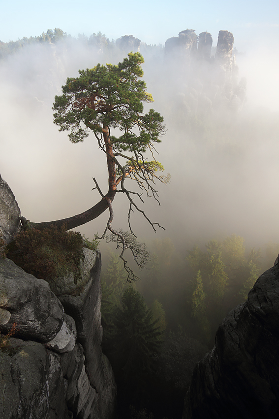 Bergkiefer im Morgennebel (2)