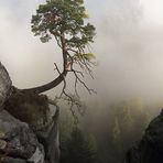 Bergkiefer im Morgennebel (2)