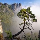 Bergkiefer im Morgennebel (3)