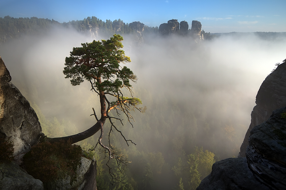 Bergkiefer im Morgennebel