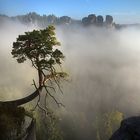 Bergkiefer im Morgennebel