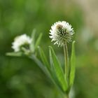 Bergklee (Trifolium montanum)