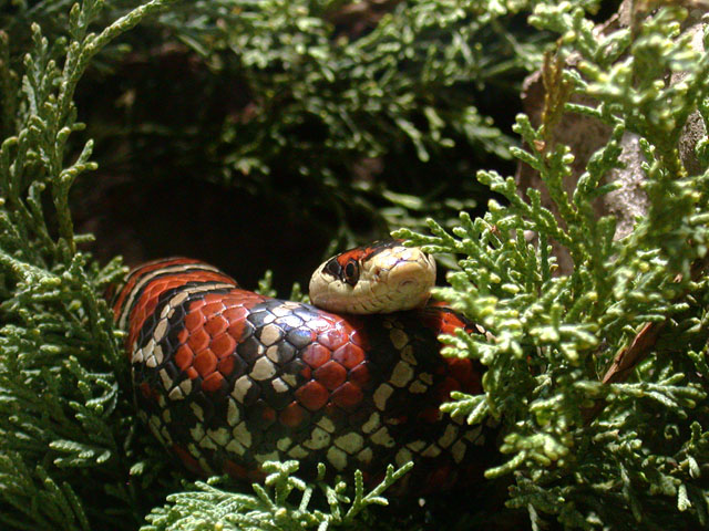 Bergkönigsnatter (Lampropeltis pyromelana)