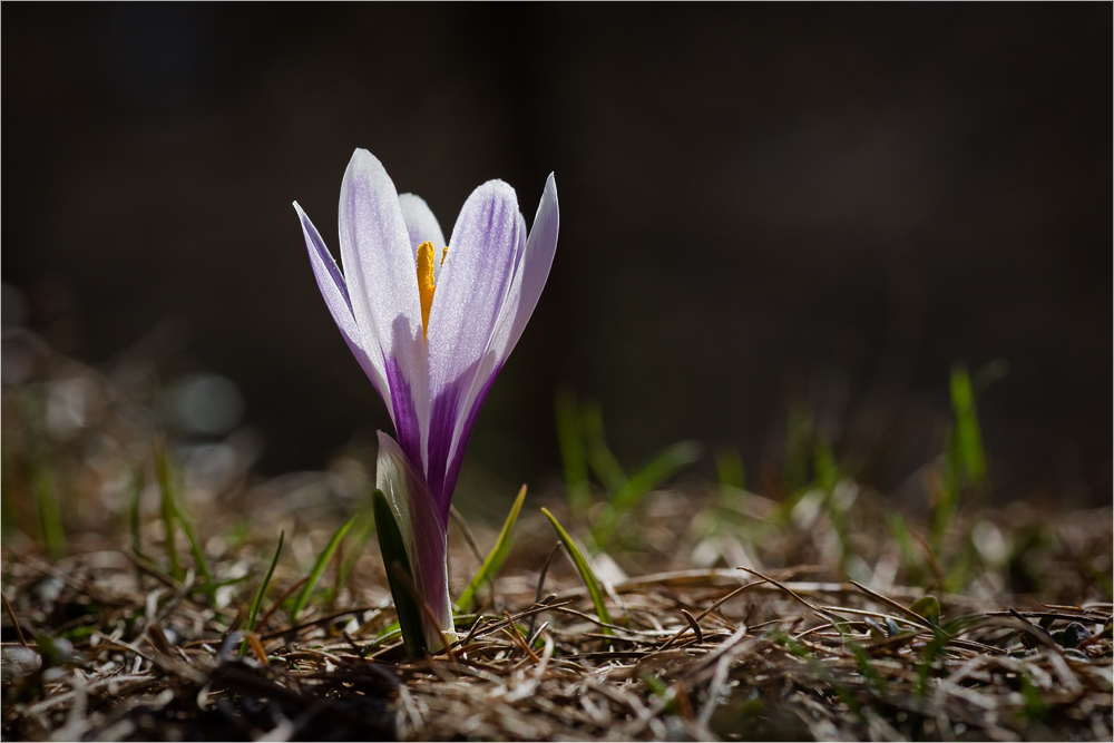 Bergkrokus