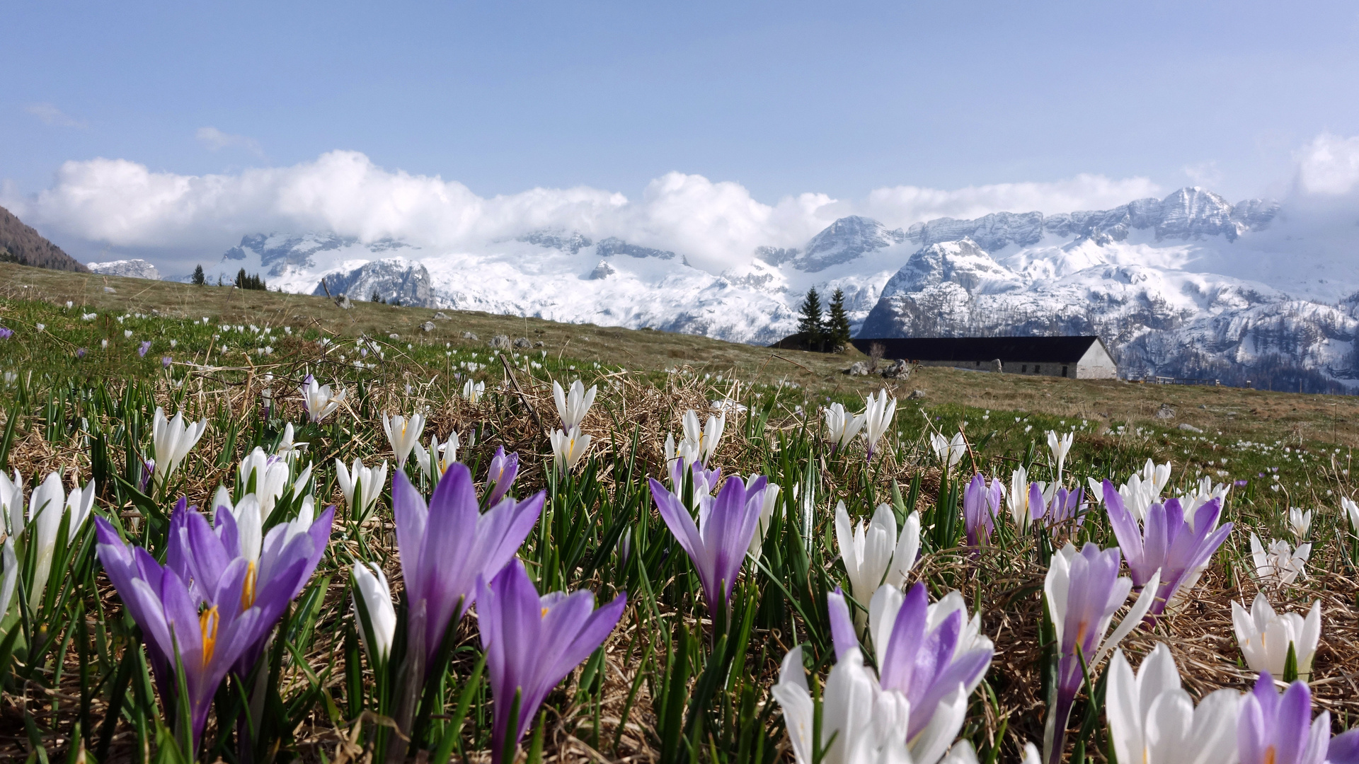 Bergkrokusse