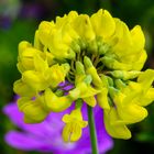 Bergkronwicke (Coronilla coronata)