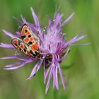 Bergkronwicken-Widderchen (Zygaena fausta)